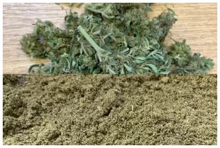 Cannabis